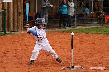 Malí Sokolíci poprvé doma